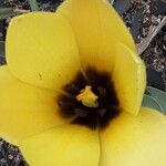 Tulipa linifolia Fiore