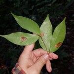 Cynometra retusa Hoja