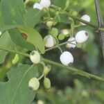 Chiococca alba Fruit