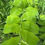 Polygonatum × hybridum ᱥᱟᱠᱟᱢ