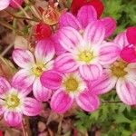 Saxifraga rosacea Blüte