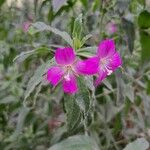 Epilobium hirsutumVirág