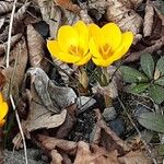 Crocus chrysanthus Outro