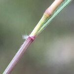 Aegilops triuncialis മറ്റ്