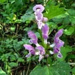 Lamium maculatumFlower