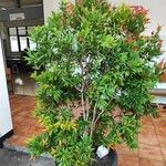 Syzygium jambos Folha