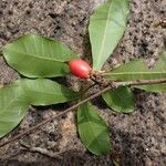 Synsepalum dulcificum ফল