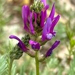 Astragalus onobrychis Fleur