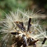 Hieracium sabaudum Fruit