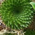 Saxifraga florulenta Blad