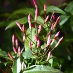 Jasminum polyanthum Квітка