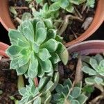 Echeveria minima List