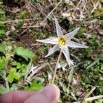 Erythronium albidum Квітка