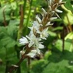 Bistorta amplexicaulis Floare
