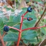 Viburnum tinus Fruit