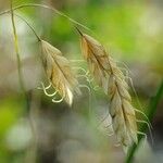 Bromus squarrosus Owoc