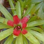 Neoregelia compacta Květ