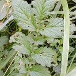 Agrimonia eupatoria Blad