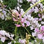 Vicia dalmatica Flower