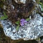 Phyteuma globulariifolium 花