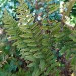 Dryopteris expansa Leaf