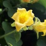 Thladiantha dubia Flor