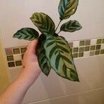 Calathea concinna Leaf