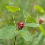 Euphorbia dulcis موطن