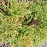 Cryptomeria japonica Хабит