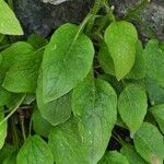 Doronicum austriacum Hoja