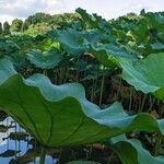 Nelumbo nuciferaYaprak