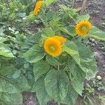 Helianthus annuus花