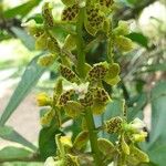 Grammatophyllum speciosum Квітка