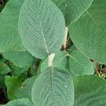Viburnum lantana Leaf