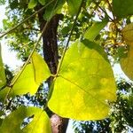 Erythrina stricta Hoja