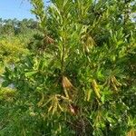 Cyrilla racemiflora Kukka
