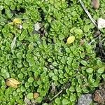 Thymus praecox Leaf