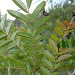 Zanthoxylum rhoifolium पत्ता