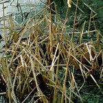 Typha latifolia Συνήθη χαρακτηριστικά