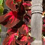 Coleus scutellarioidesLorea