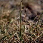 Carex rupestris Fruto
