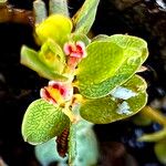 Chamaesyce serpens Цвят