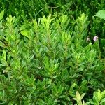 Myrica gale Habit