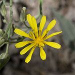 Crepis acuminata 花