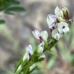 Lespedeza cuneata 花