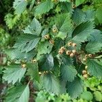 Crataegus coccinea Blatt