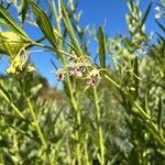 Gomphocarpus fruticosus Flor