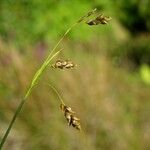 Carex capillaris Hábito