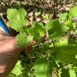 Ribes cynosbati Leaf