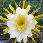 Hylocereus undatus Virág